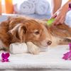 3 In 1 Cat Grooming Steam Brush Hair Brush with Steamer Pet Massage Comb Cleaning Brush for Cats Dogs USB Rechargeable