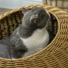 Ratten Cat Bed