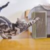 2Pcs Foldable Cat Scratcher Sofa Wall Couch Corner Vertical Double-Sided Cat Scratching Board