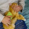 3 In 1 Cat Grooming Steam Brush Hair Brush with Steamer Pet Massage Comb Cleaning Brush for Cats Dogs USB Rechargeable